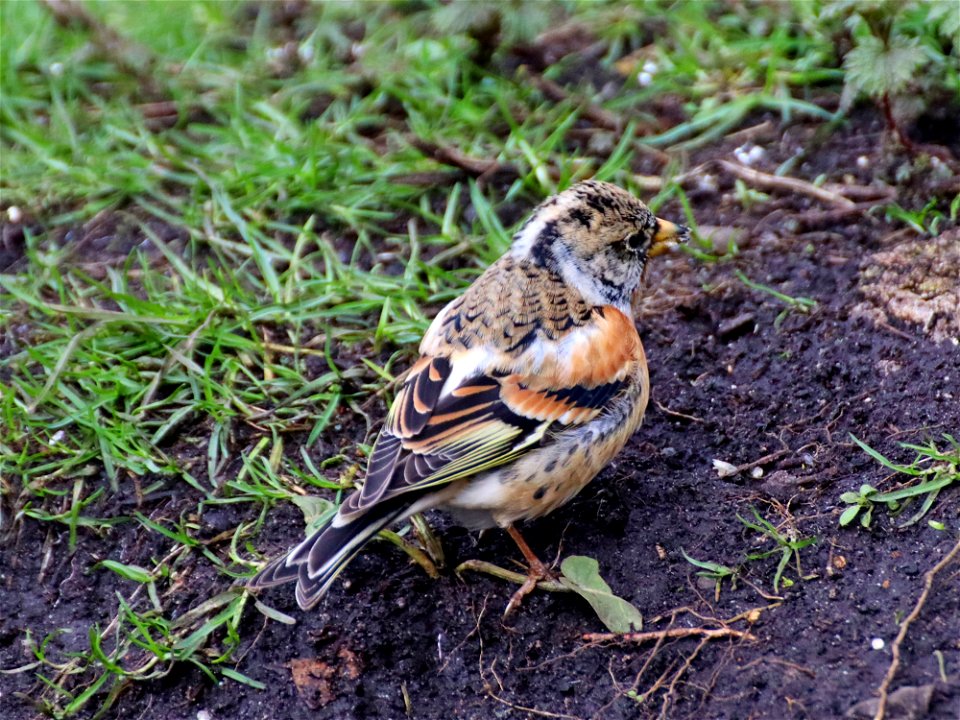 Brambling photo