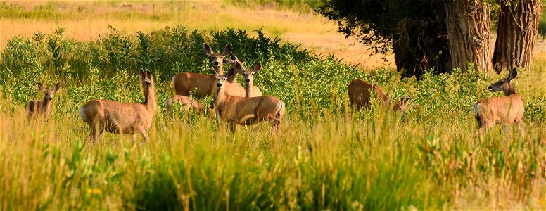 Mule deer at Seedskadee National Wildlife Refuge
