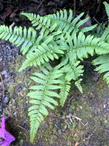 Green Mountain Trail, Mt. Baker-Snoqualmie National Forest. Photo By Sydney Corral June 28, 2021