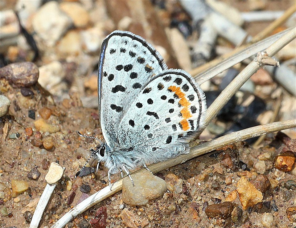 BLUE, SQUARE-SPOTTED (Euphilotes battoides on Eriogonum heracleoides) (07-08-2022) 5200 ft, east of lincoln, mt, w of rogers pass, helena nat forest (1)