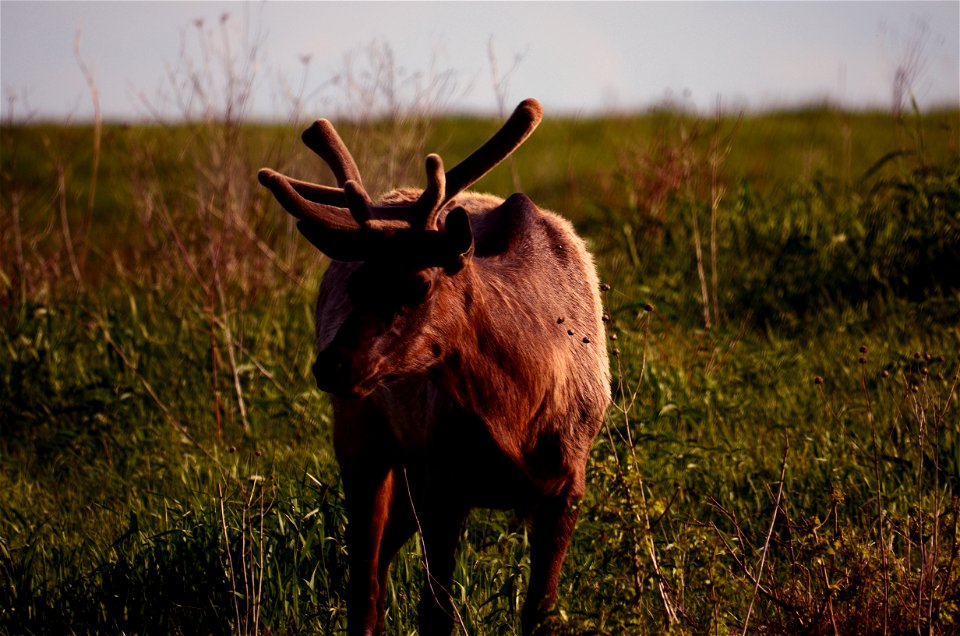 Elk at Neal Smith National Wildlife Refuge