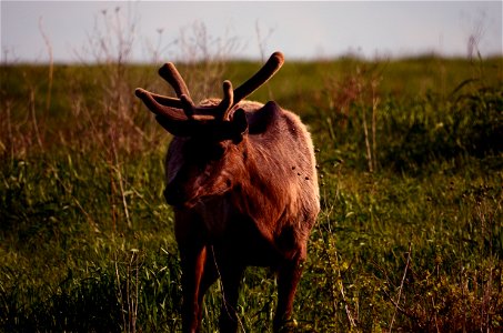 Elk at Neal Smith National Wildlife Refuge photo