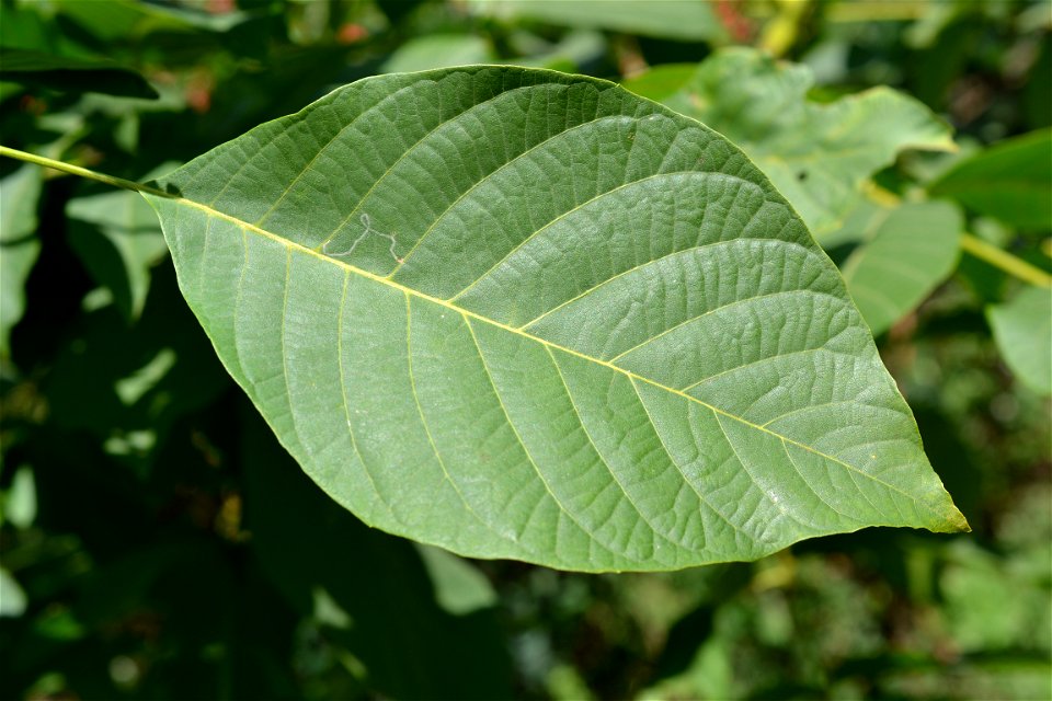 Walnut leaf