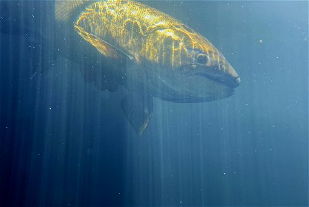 Underwater salmon