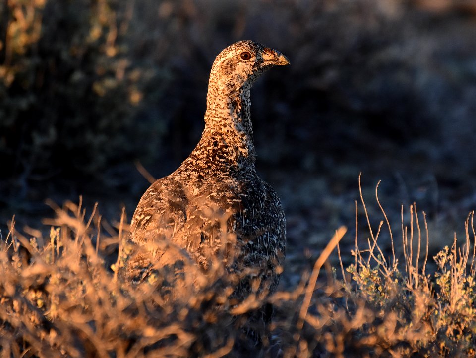Greater sage-grouse at Seedskadee National Wildlife Refuge