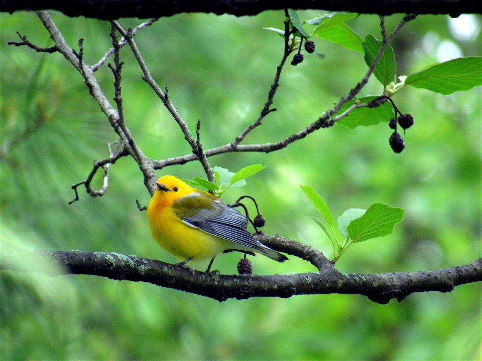 Prothonotary Warbler