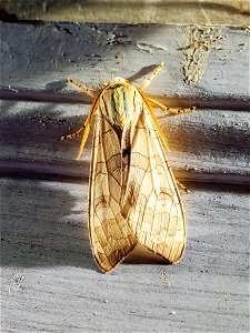 Banded Tussock Moth photo