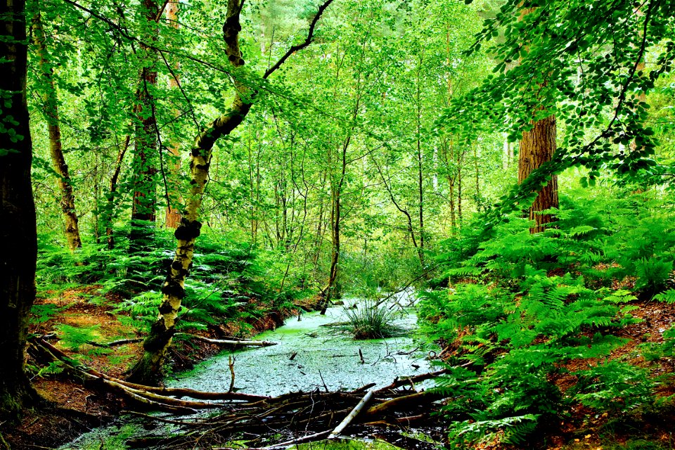 A Brook in the Forest photo