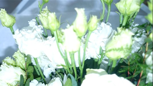 flori_flowers-wife-2023_0216_162229