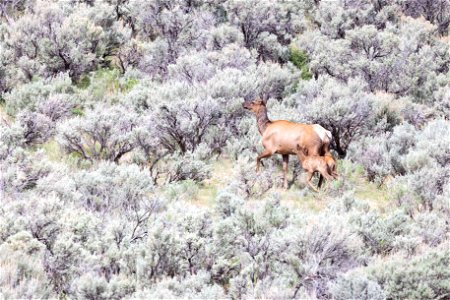 Elk and calf in the sagebrush photo