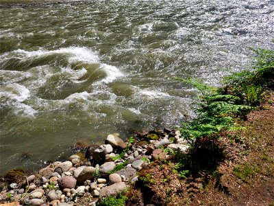 Sauk River from the Old Sauk Trail, Mt. Baker-Snoqualmie National Forest. Photo by Anne Vassar June 2, 2021.