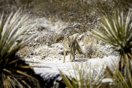 Coyote (Canis latrans) in the snow near Quail Springs photo