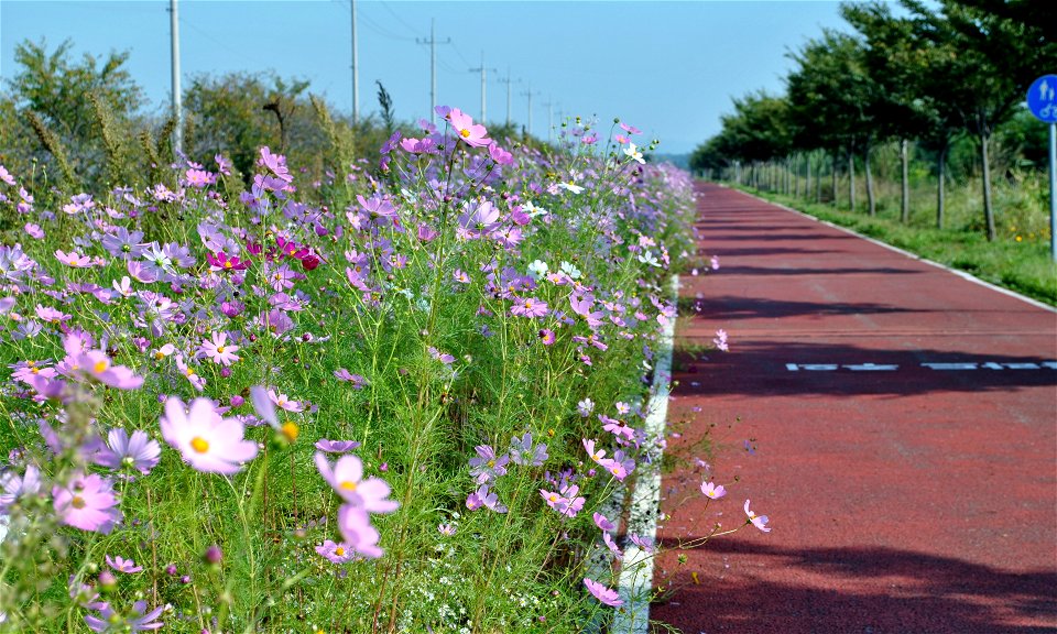 Cosmos Flowers