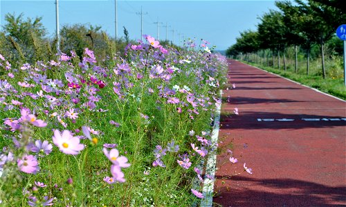 Cosmos Flowers photo