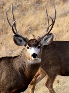 Mule deer at Seedskadee National Wildlife Refuge