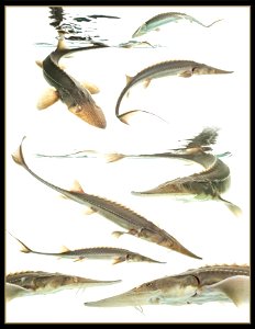 Pallid sturgeon yearling collage photo