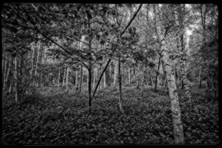 Silver Birches