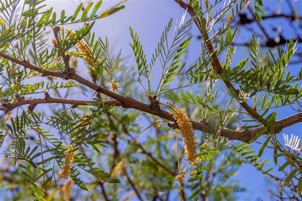 Mesquite (Prosopis glandulosa) in the Oasis of Mara
