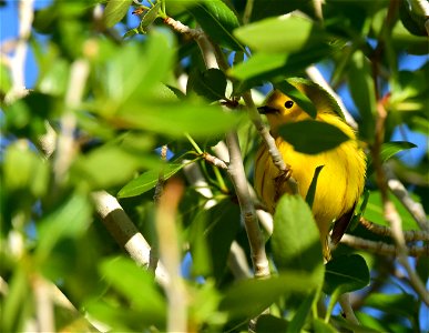 Yellow warbler on Seedskadee National Wildlife Refuge