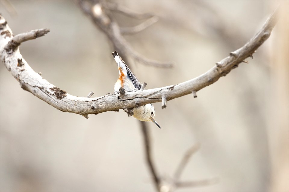 White-breasted nuthatch in Mammoth (2)