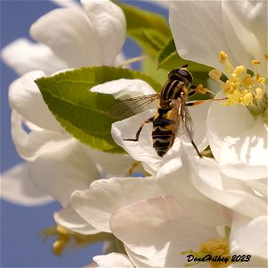 Broad-headed Marsh Fly photo