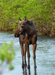 Moose in Allen Creek photo