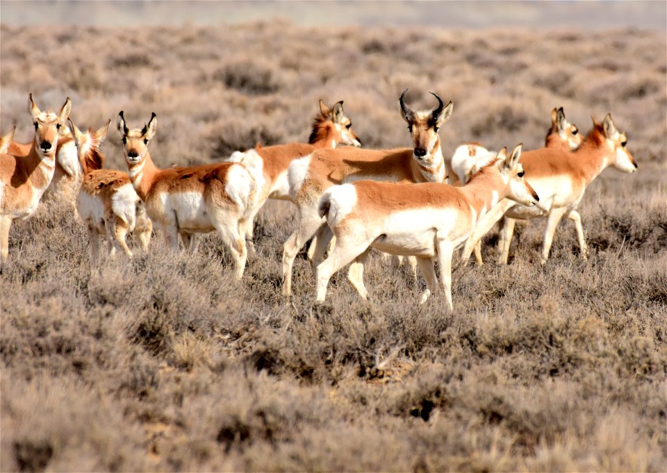 Pronghorn at Seedskadee National Wildlife Refuge
