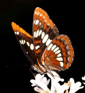 ADMIRAL, LORQUIN'S (Limenitis lorquini) (06-09-2022) lower eight dollar mountain road, josephine co, or -01
