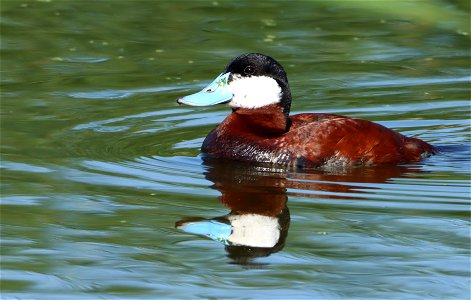 Male Ruddy Duck Huron Wetland Management District South Dakota