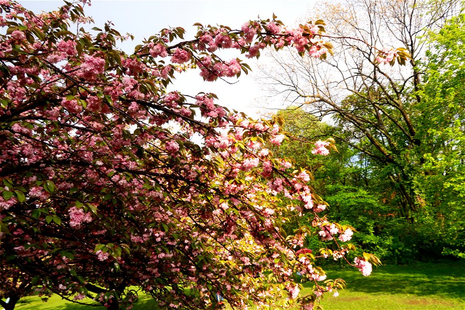japanes_garden_rain_Herastrau (51)