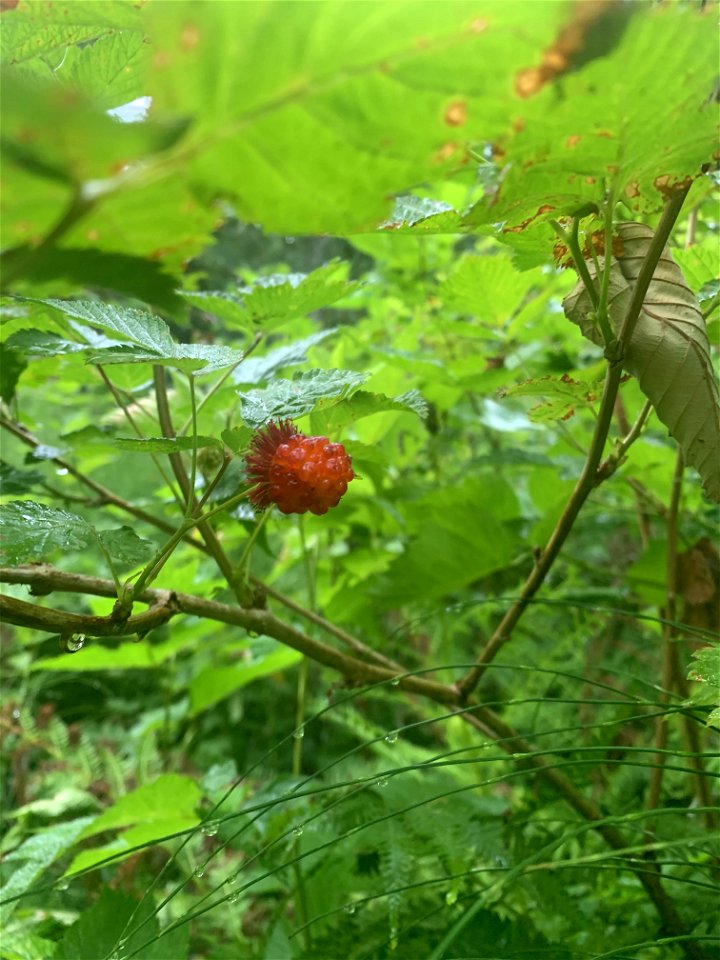 Salmon Berry at Beaver Lake Trail, Mt. Baker-Snoqualmie National Forest. Photo by Sydney Corral July 7, 2021
