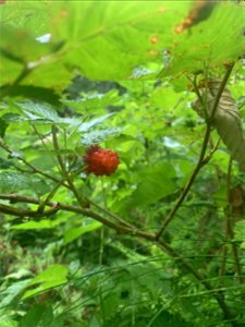 Salmon Berry at Beaver Lake Trail, Mt. Baker-Snoqualmie National Forest. Photo by Sydney Corral July 7, 2021