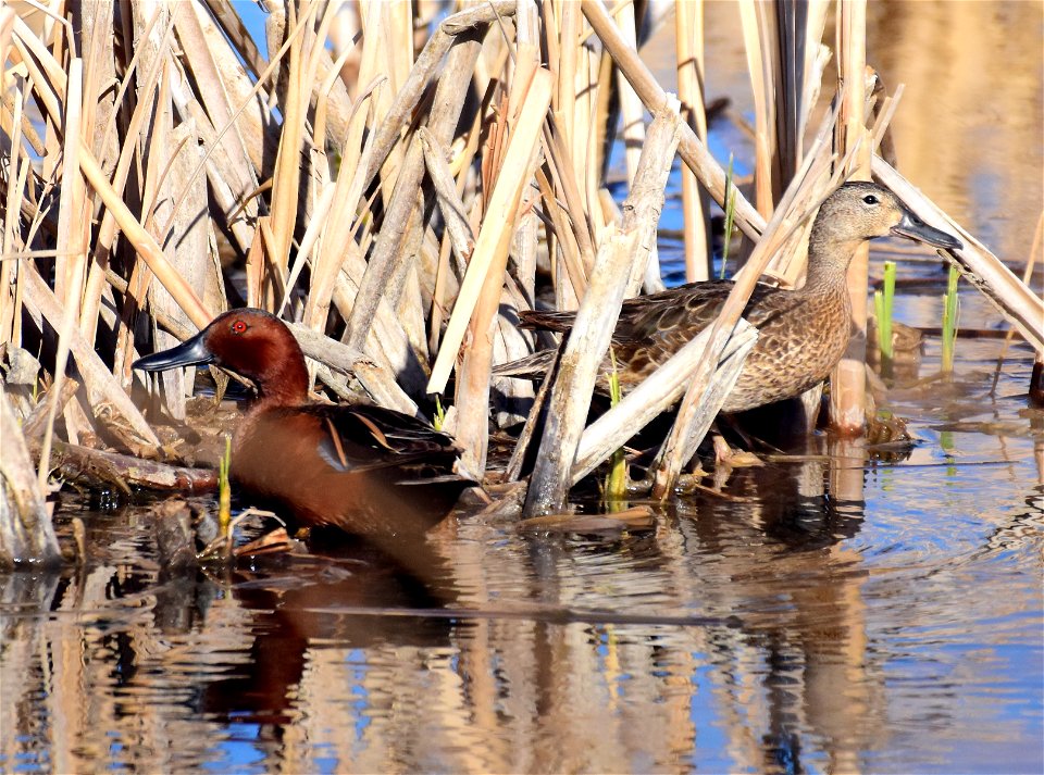 Cinnamon teal at Seedskadee National Wildlife Refuge