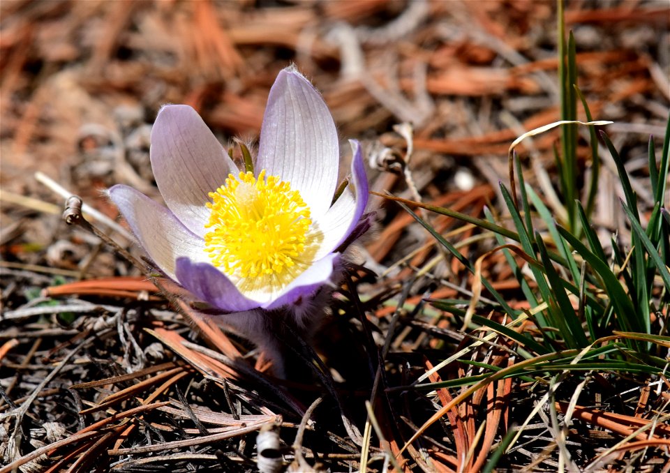 Pasque flower at Arapaho National Wildlife Refuge Colorado
