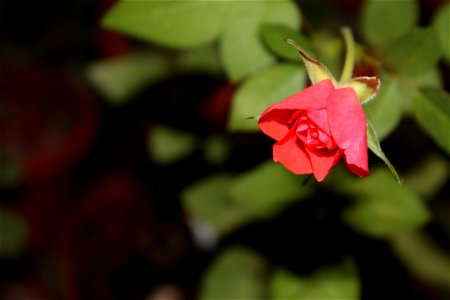 trandaf-mic2012_0411_212825