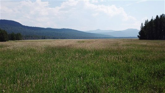 0083-Drone footage, like here in Big Marsh, can supplement other satellite imagery or manned imagery to determine forest health.