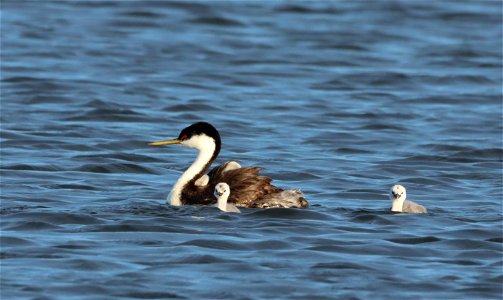 Western Grebes on the Huron Wetland Management District South Dakota photo