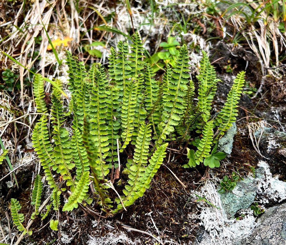 Aleutian Shield Fern