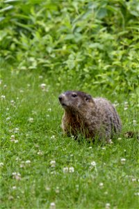Groundhog in the Grass photo