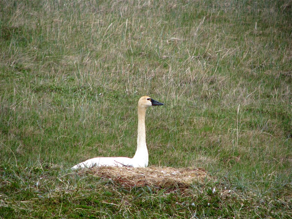 Tundra swan on nest