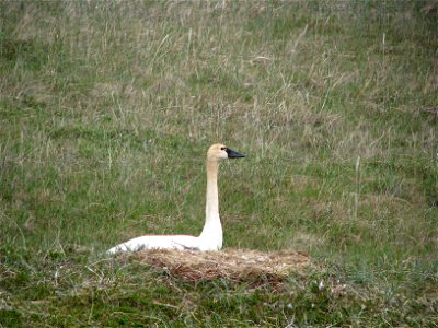 Tundra swan on nest photo