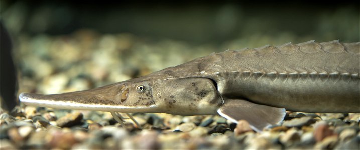 Pallid Sturgeon (Scaphirhynchus albus) photo