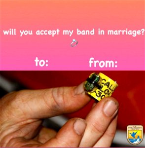 Bird band in marriage