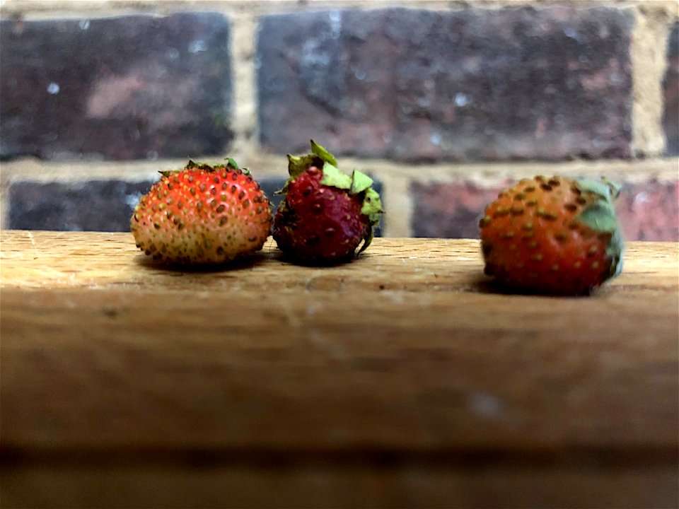 Massive Strawberry Crop