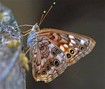 EMPEROR, HACKBERRY (Asterocampa celtis) (01-04-2023) national buttrtfly center, palmview, hidalgo co, tx -01