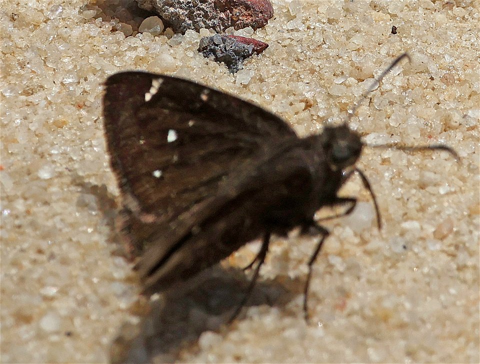 CLOUDYWING, NORTHERN ) (05-12-2023) sandhills gamelands, moore co, nc