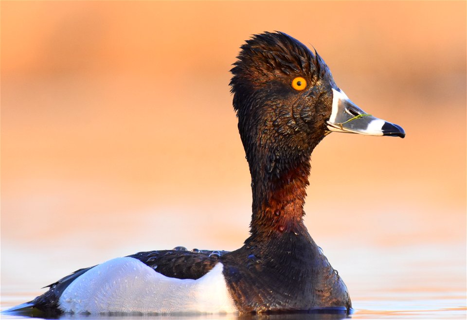 Ring-necked duck at Seedskadee National Wildlife Refuge Wyoming
