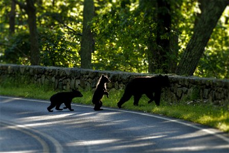 Black Bear and Cubs Hop a Wall photo