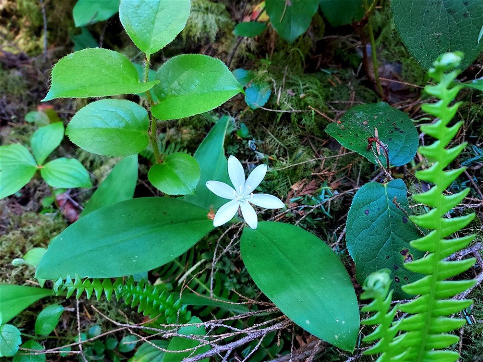 Queen's cup. Old Sauk Trail, Mt. Baker-Snoqualmie National Forest. Photo by Anne Vassar June 2, 2021.
