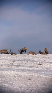 Scope footage on the National Elk Refuge